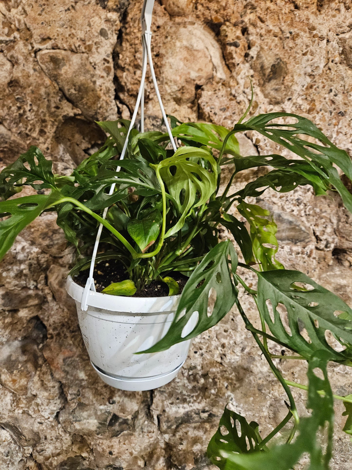 Monstera adansonii 'Monkey mask' (Cheeseplant) Various sizes available