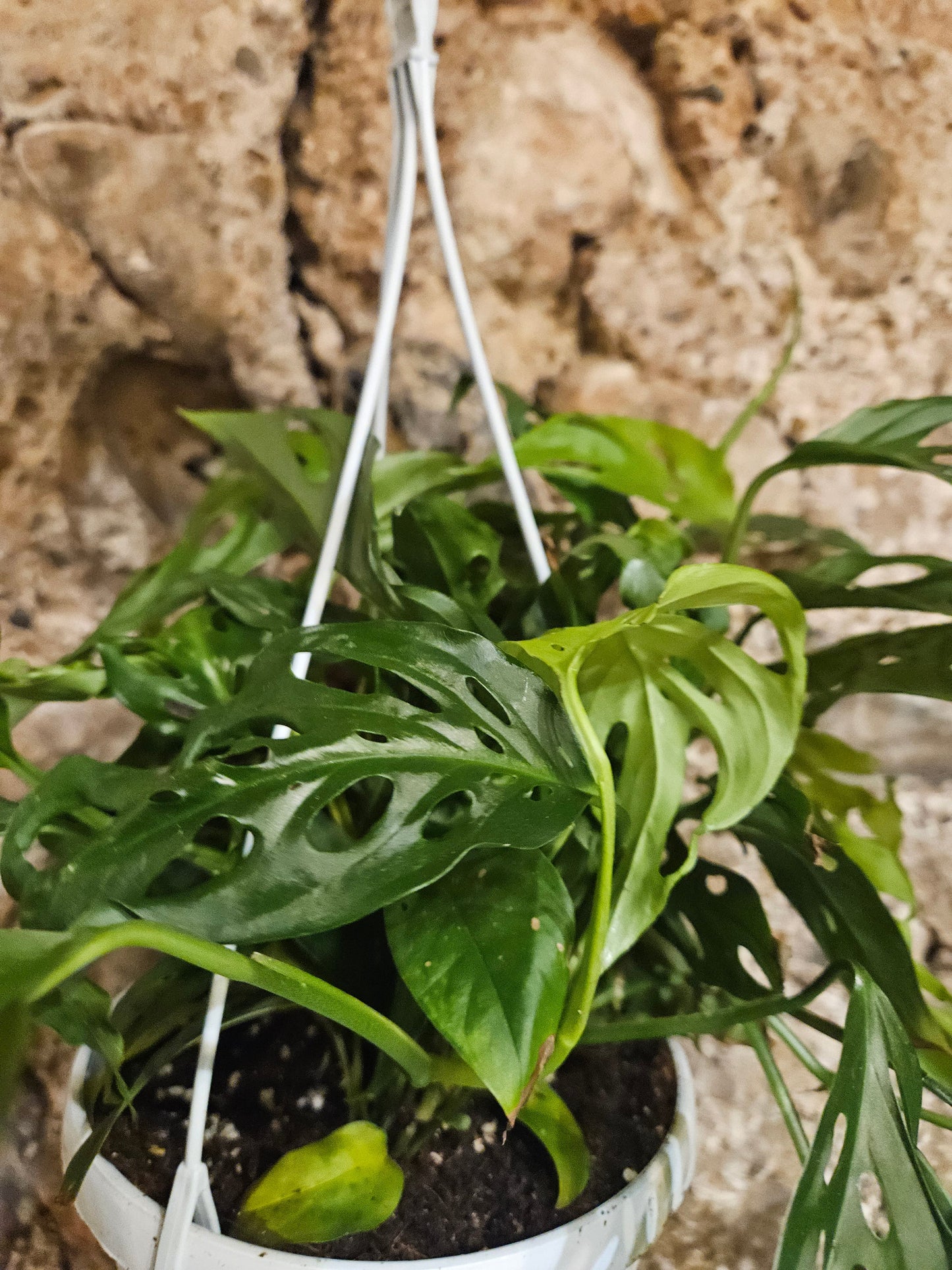 Monstera adansonii 'Monkey mask' (Cheeseplant) Various sizes available