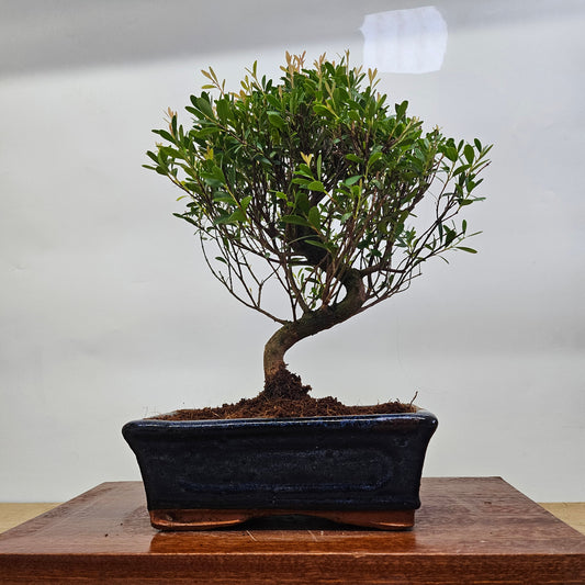 Brush Cherry (Syzygium) Bonsai Tree | Semi-Shaped | In 20cm Pot