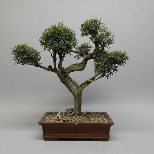 Large Chinese Elm (Ulmus Parvifolia) Bonsai Tree | Shaped Style | Height 100cm | In 60cm Pot