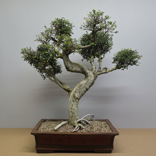 Large Chinese Elm (Ulmus Parvifolia) Bonsai Tree | Shaped Style | Height 100cm | In 60cm Pot