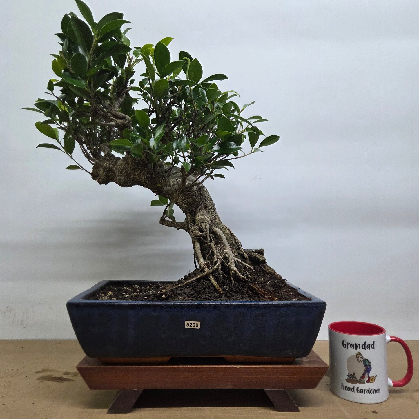 Ficus Microcarpa (Banyan Fig) Large Indoor Bonsai Tree | Shaped | In 35cm Pot
