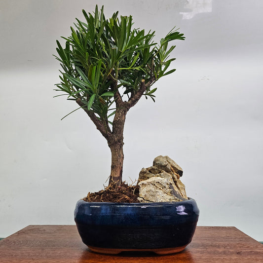 Buddhist Pine (Podocarpus Micro) Bonsai Tree | Broom | In 16cm Pot With Rock