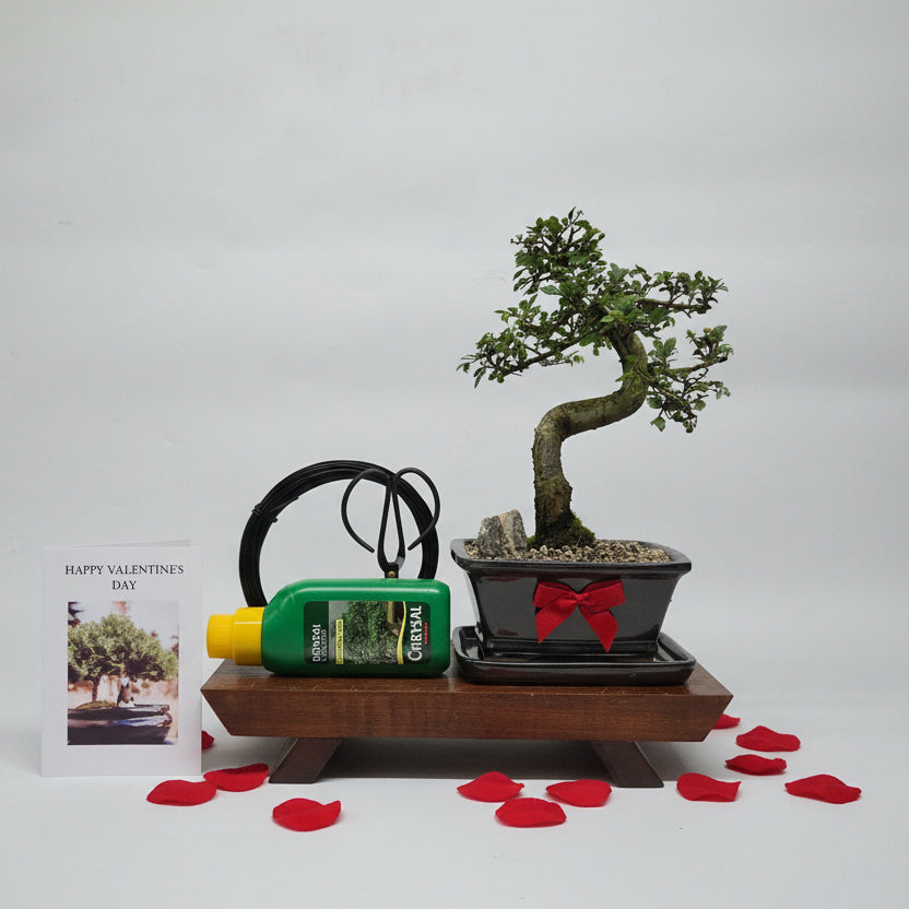 Valentine's Bonsai Starter Bundle | Chinese Elm (Ulmus Parvifolia) | Shaped