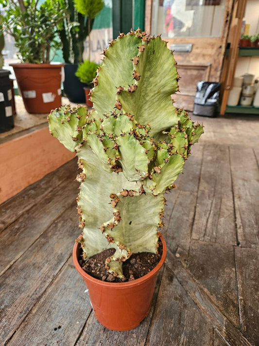Euphorbia ingens marmorata (Marbled Candelabra Tree)