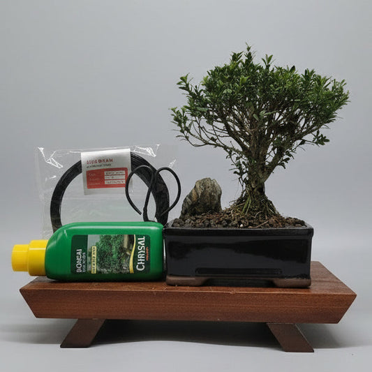Boxwood (Buxus Harlandii) Premium Bonsai Tree Bundle | Broom | In 16cm Pot