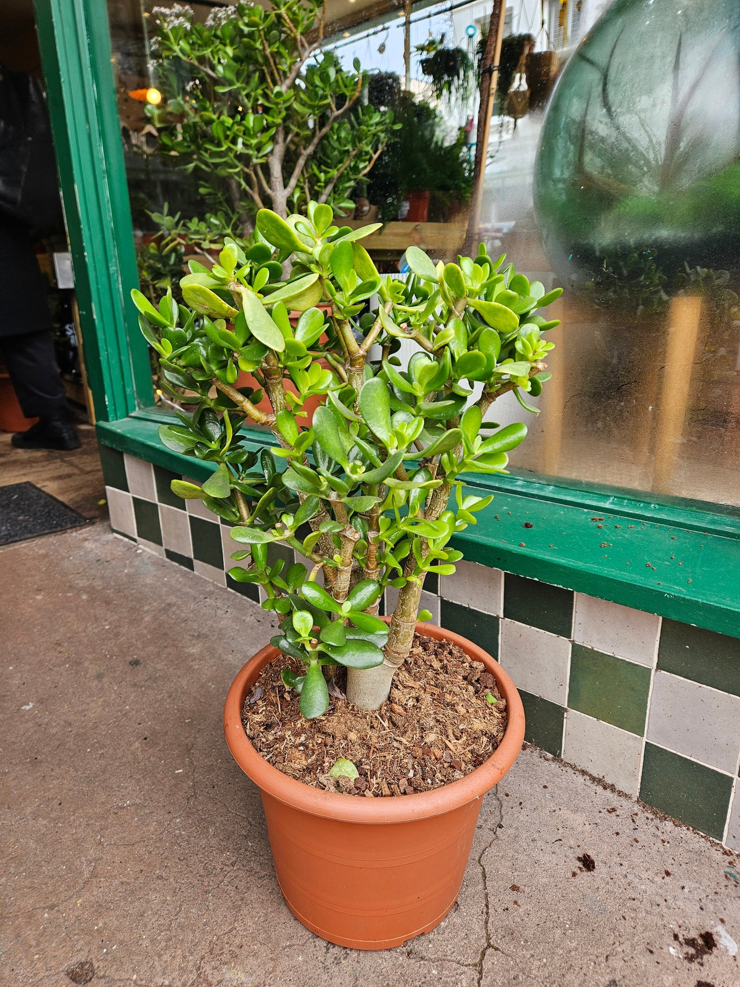 Crassula ovata (Jade plant/Succulent)