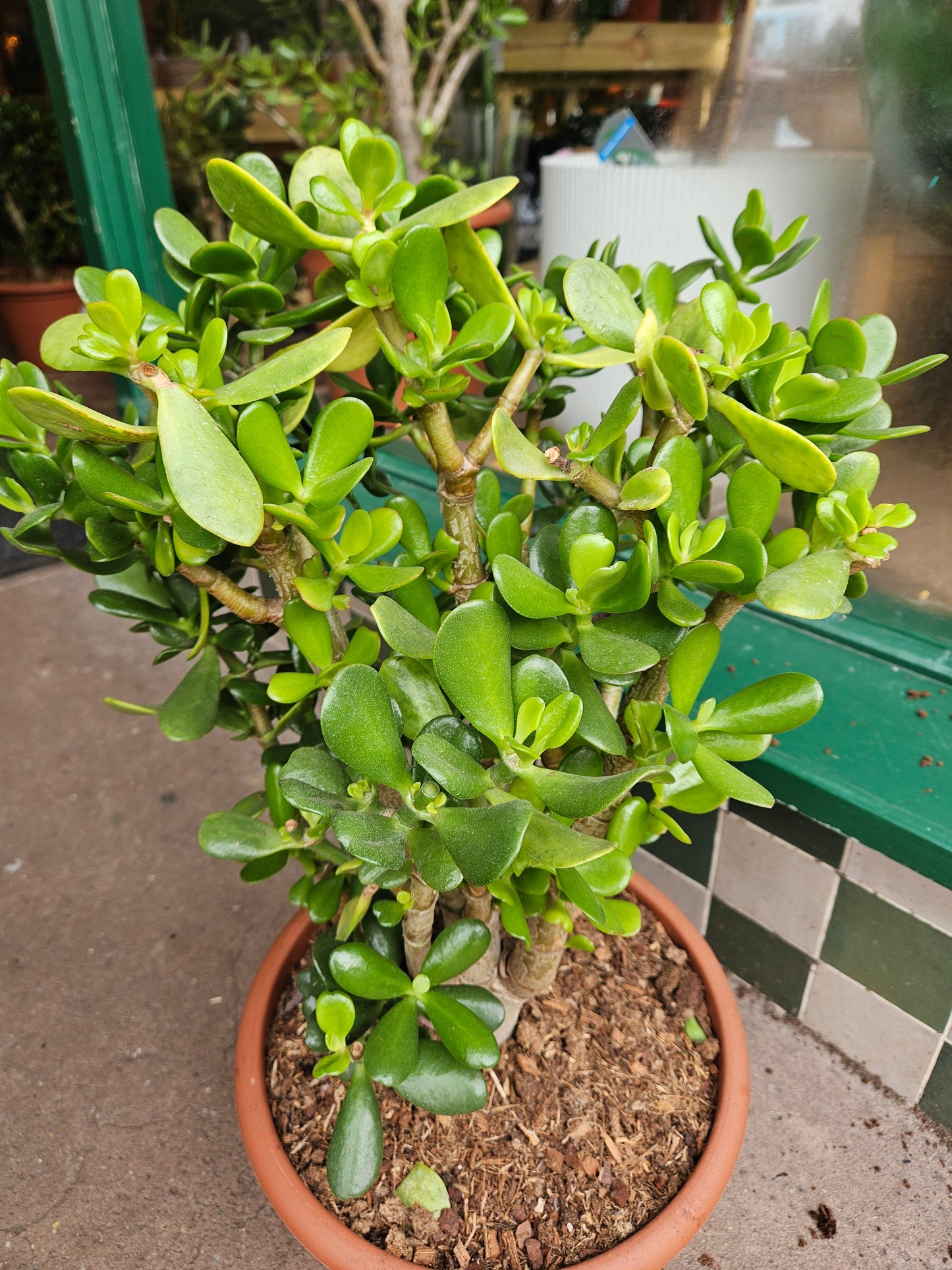 Crassula ovata (Jade plant/Succulent)