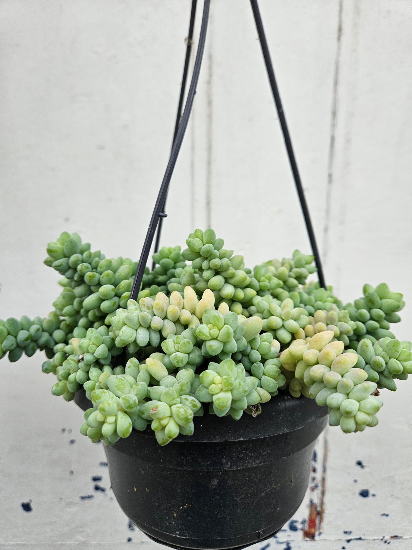 Sedum morganianum 'Burrito' (Burros Tail / Donkey Tail) Various sizes