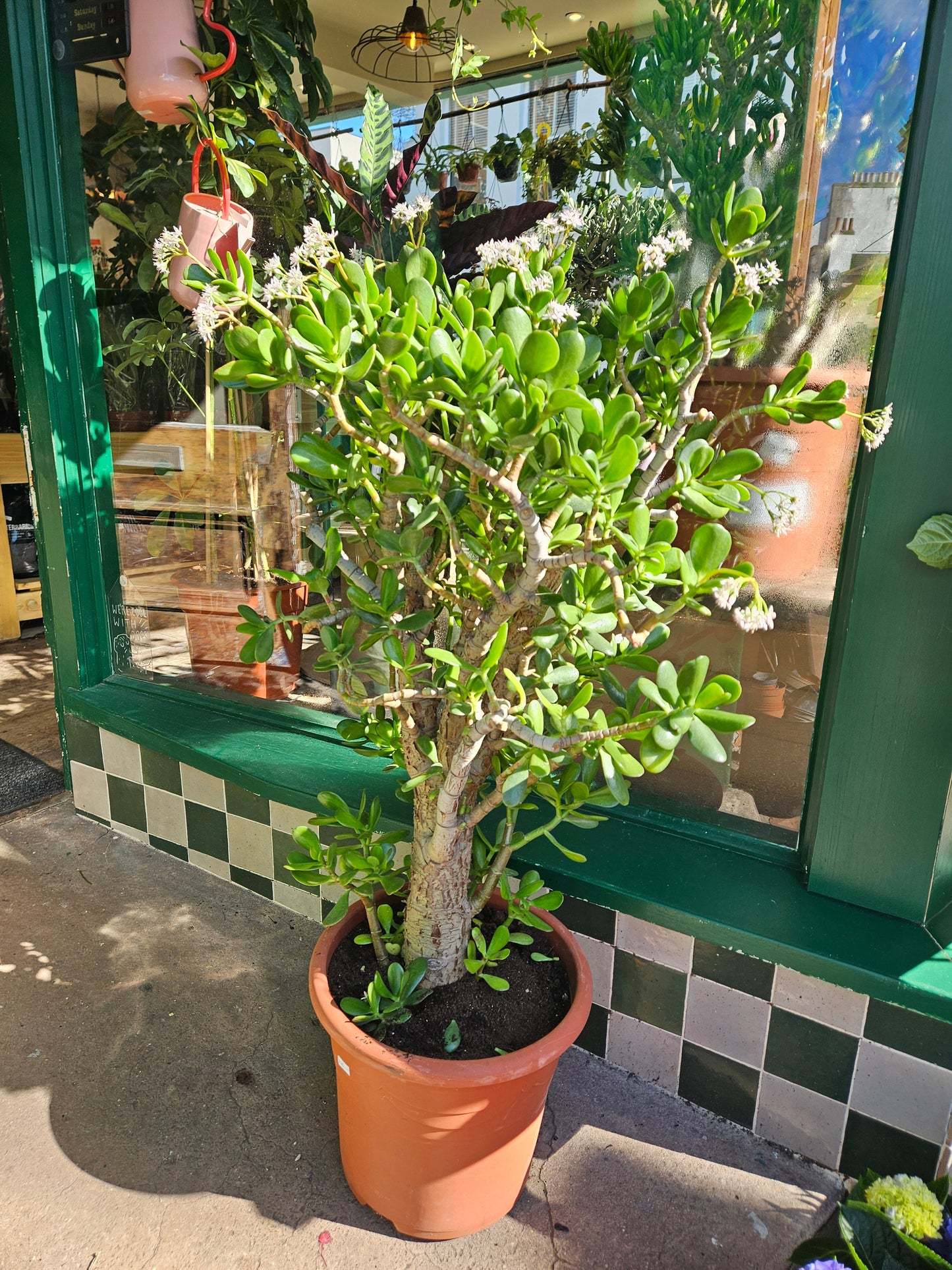 Crassula ovata (Jade plant/Succulent)