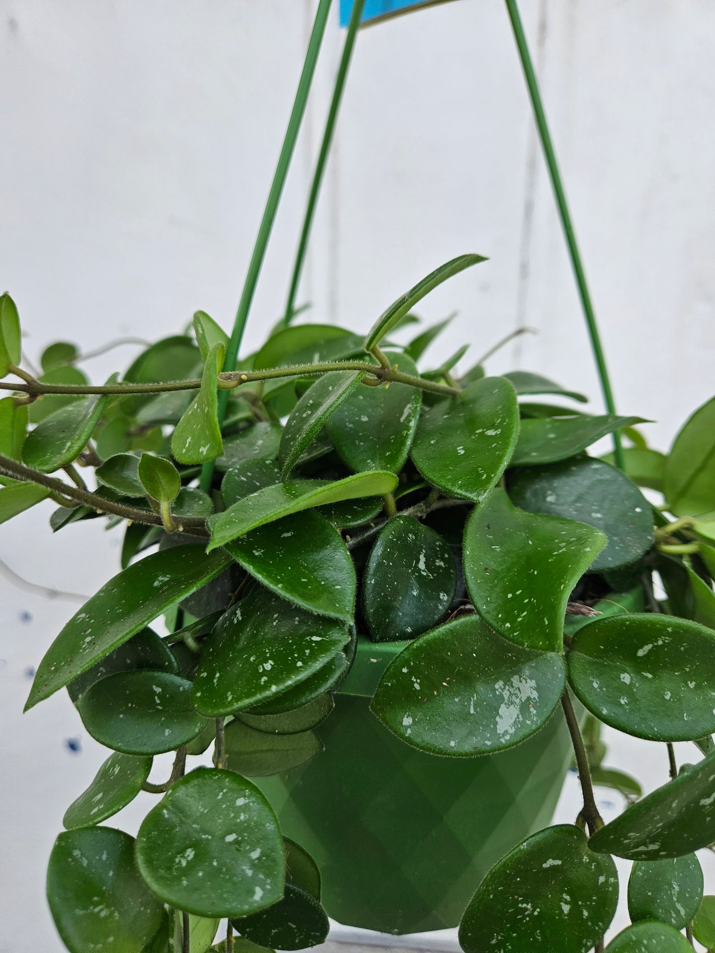 Hoya cv. 'Mathilde splash'