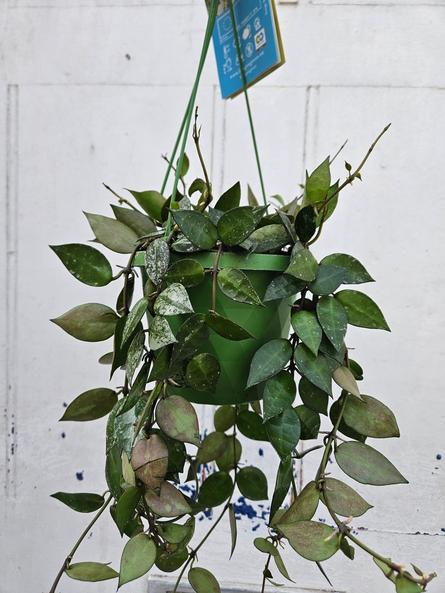 Hoya krohniana 'Splash'