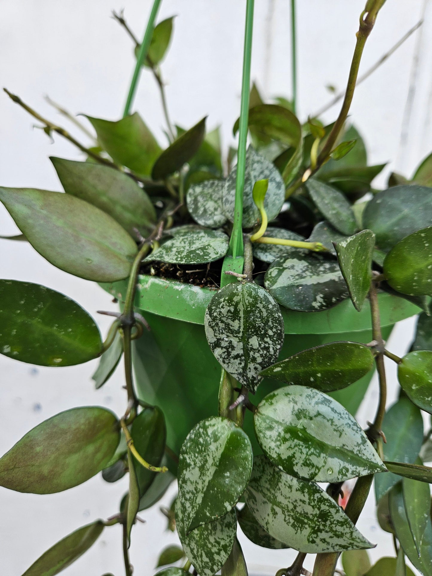 Hoya krohniana 'Splash'