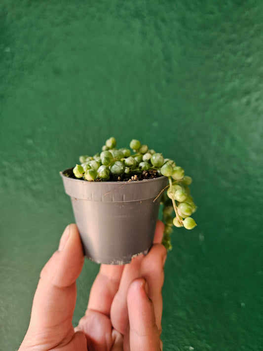 Curio rowleyanus 'Variegata' (Variegated String of Beads)
