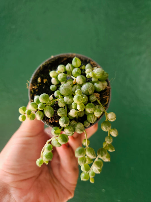 Curio rowleyanus 'Variegata' (Variegated String of Beads)