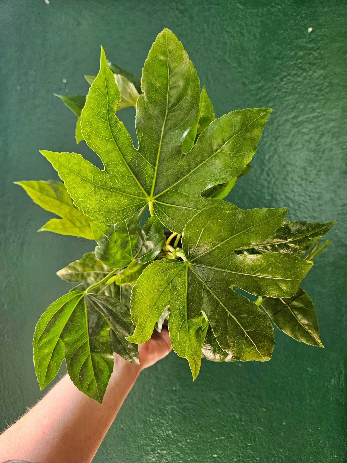 Fatsia japonica (Japanese Aralia)