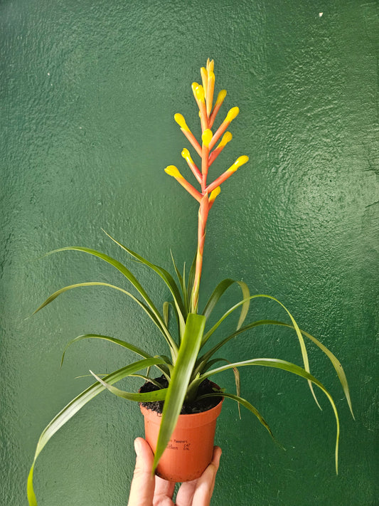 Guzmania dissitifolia (Bromeliad)
