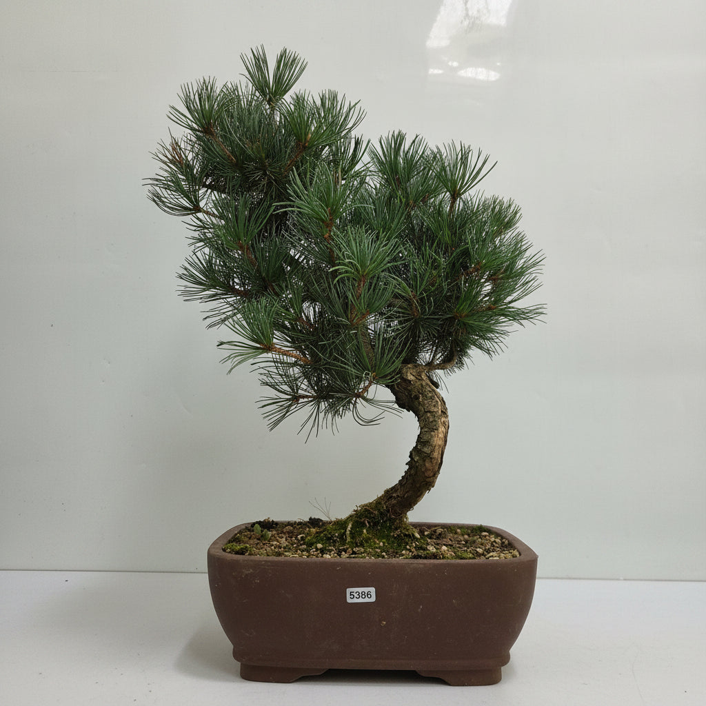 Japanese White Pine Bonsai Tree (Pinus Parviflora) | Shaped | In 25cm Pot