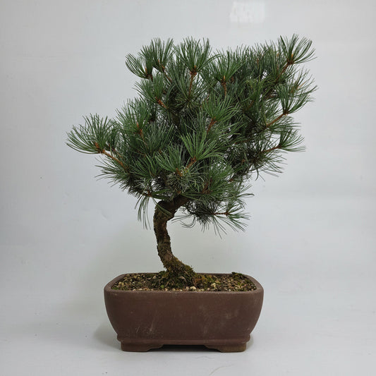 Japanese White Pine Bonsai Tree (Pinus Parviflora) | Shaped | In 25cm Pot