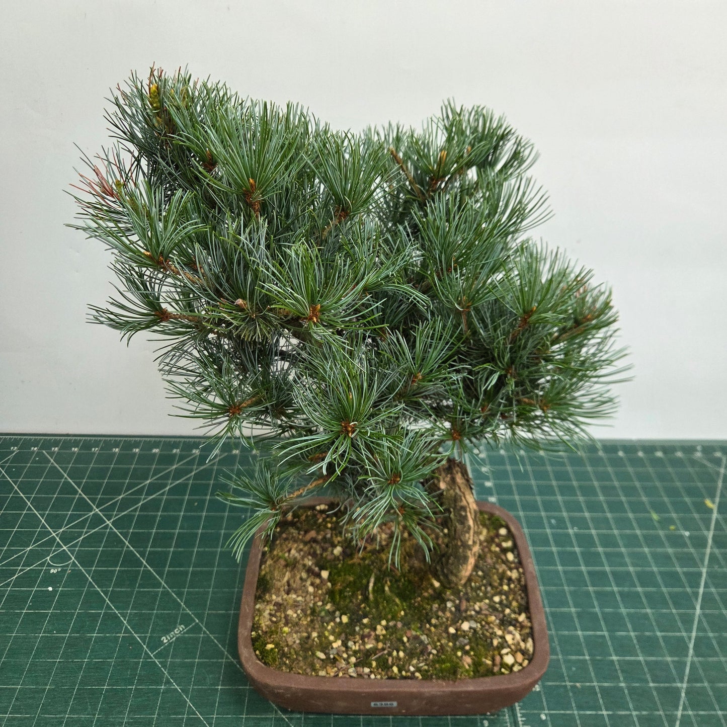 Japanese White Pine Bonsai Tree (Pinus Parviflora) | Shaped | In 25cm Pot
