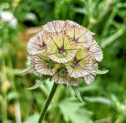Scabiosa Stellata 'Drumstick'