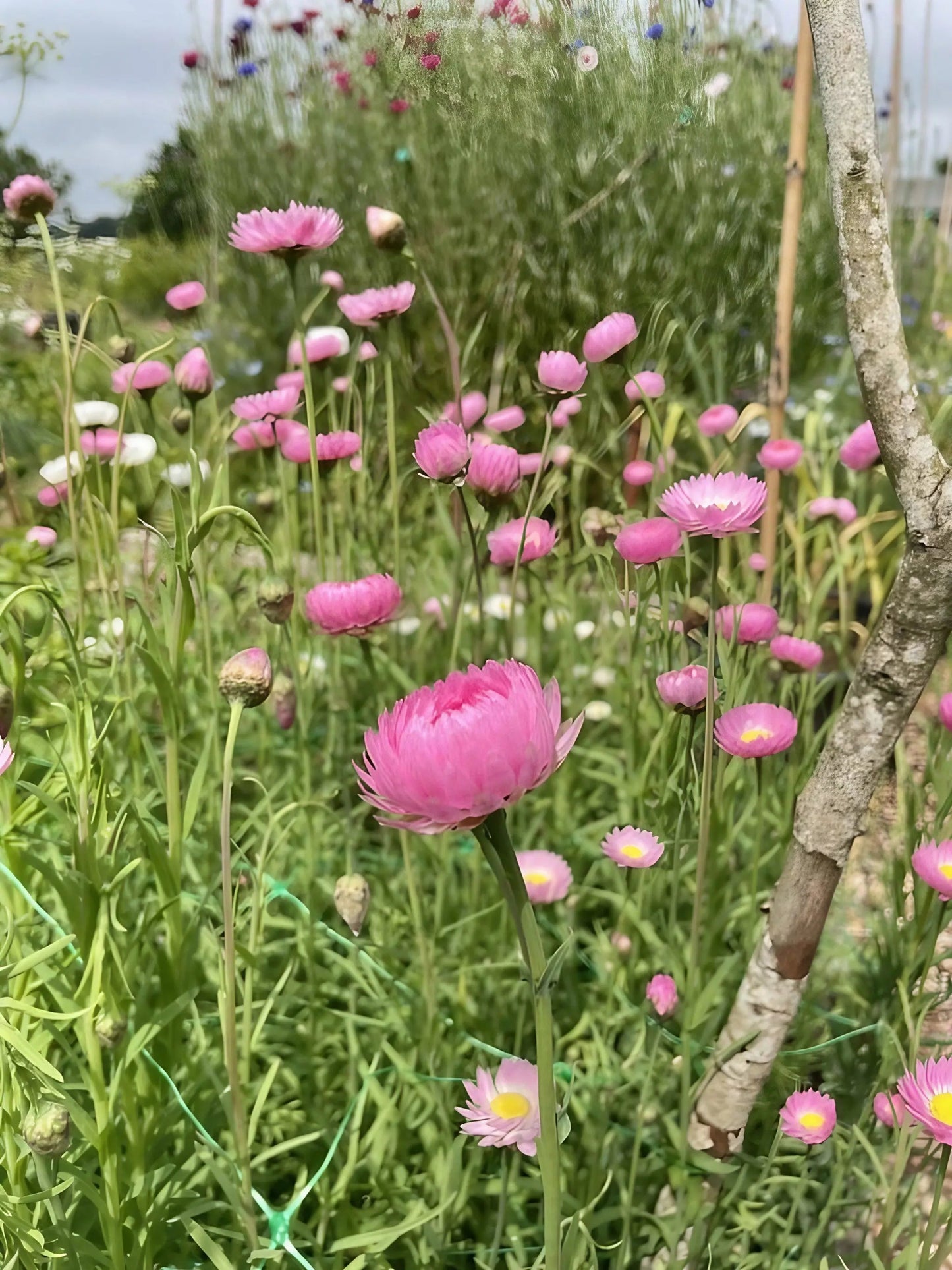 Strawflower Acroclinium Grandiflorum Mixed