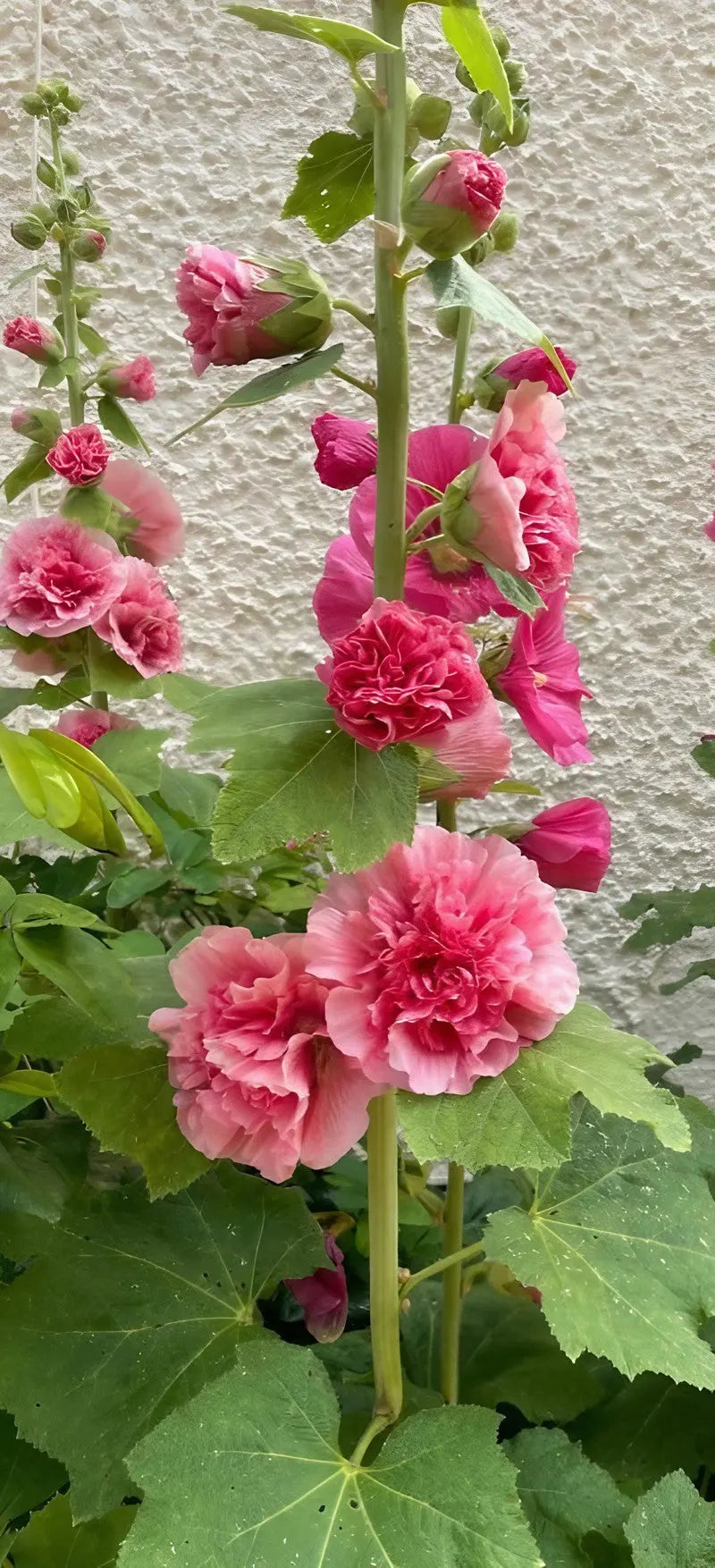 Hollyhock Bishy Barnabee Mix