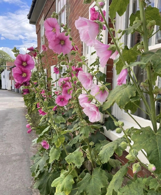 Hollyhock Bishy Barnabee Mix