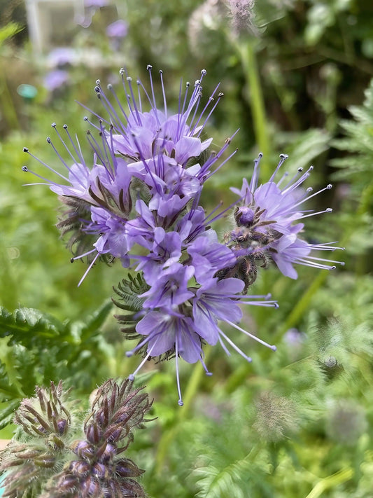Phacelia