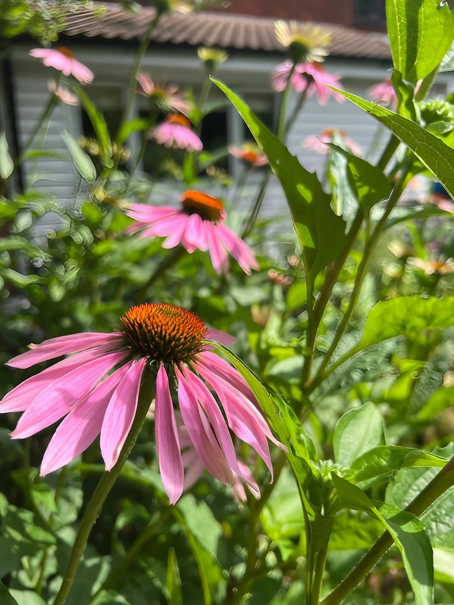Echinacea Purple Coneflower