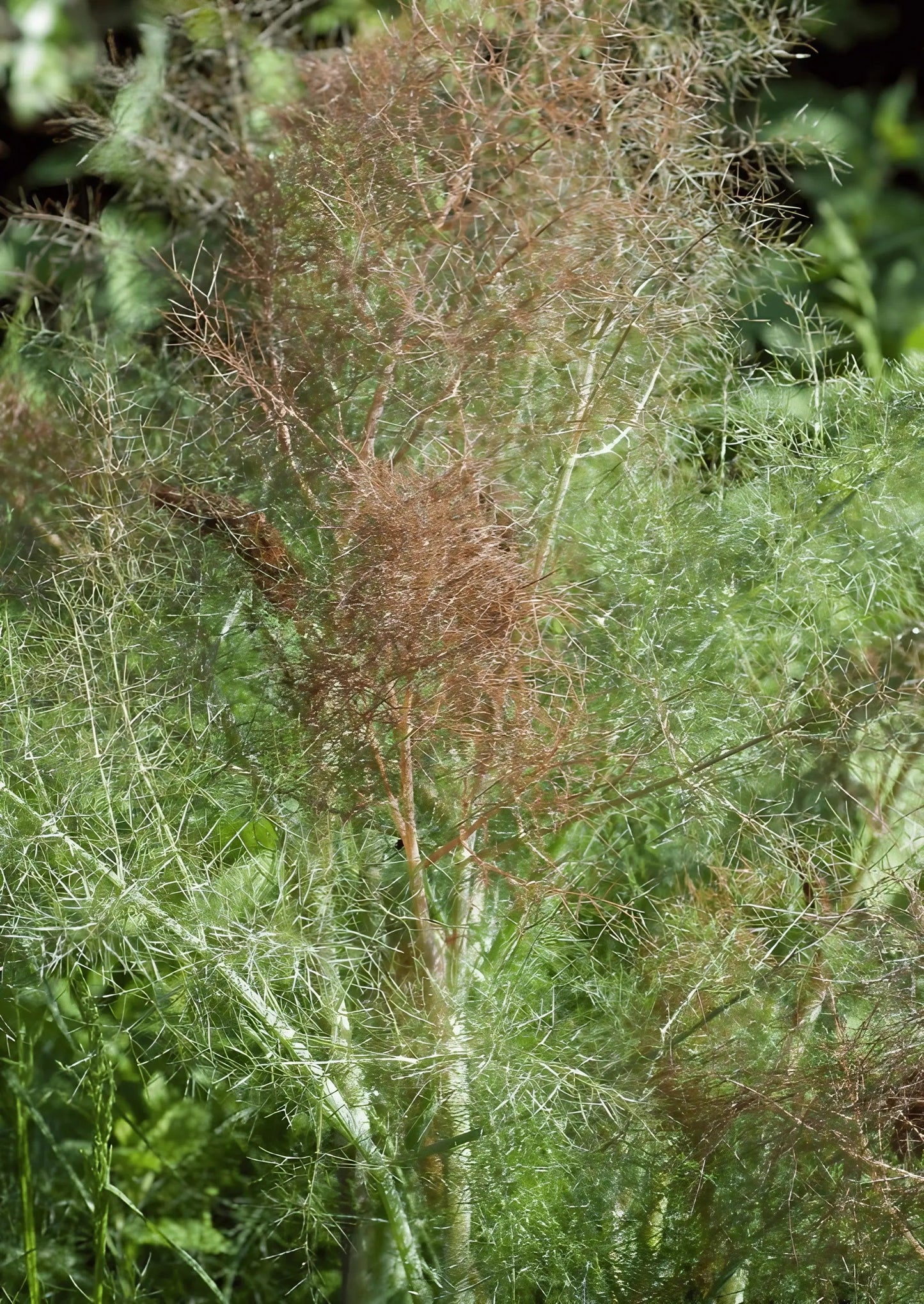 Bronze Fennel