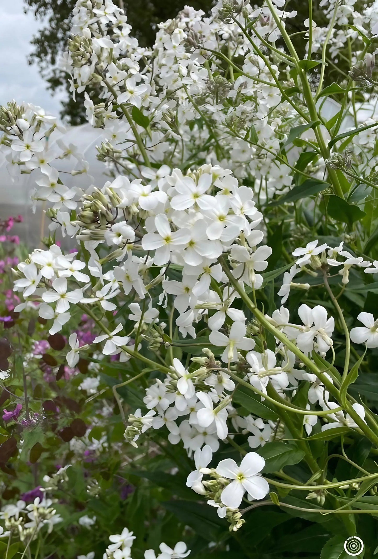 Hesperis matronalis White (Sweet Rocket)
