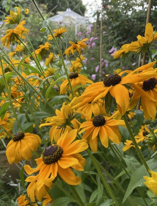 Rudbeckia Marmalade