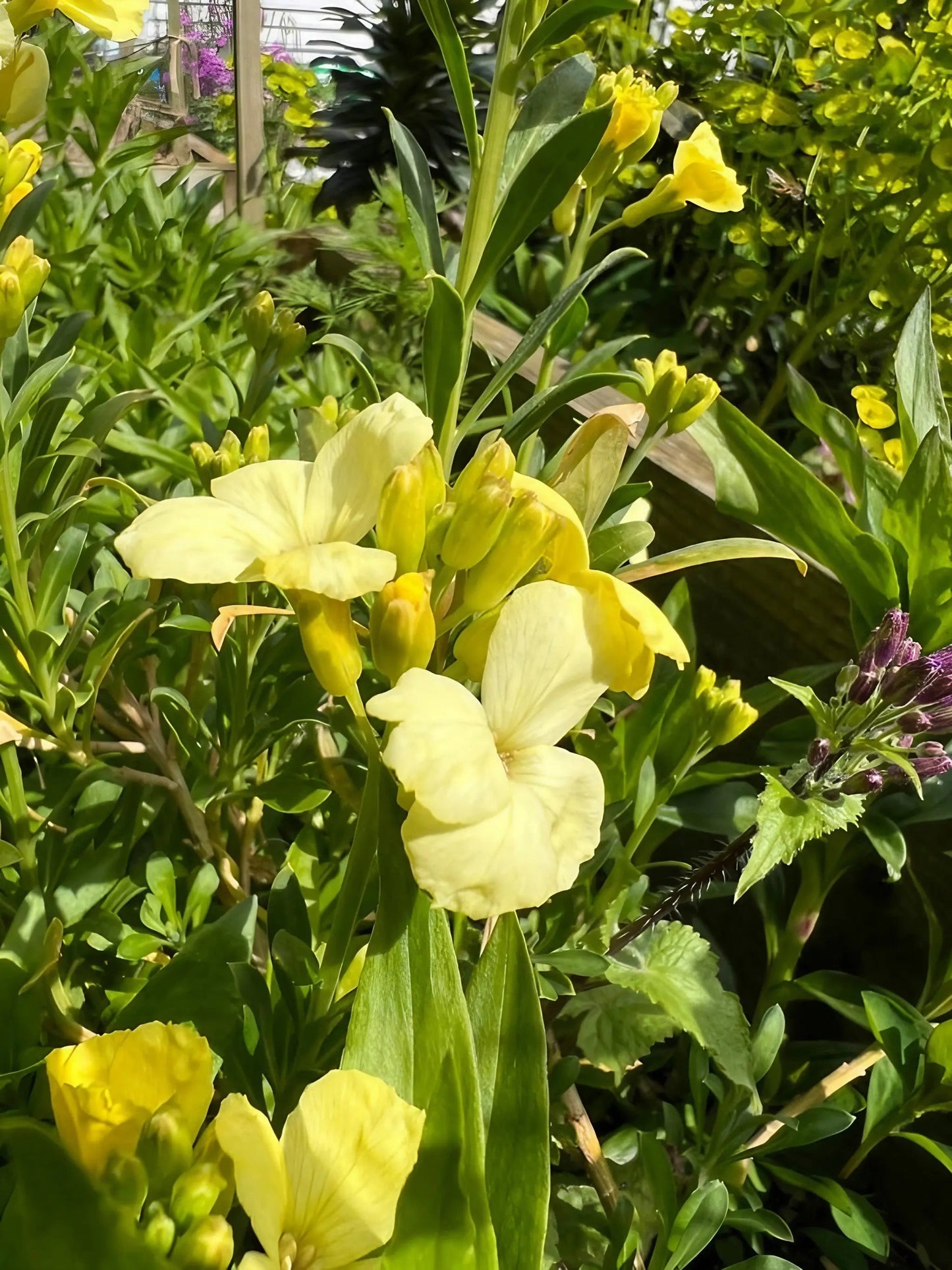 Wallflower Ivory White