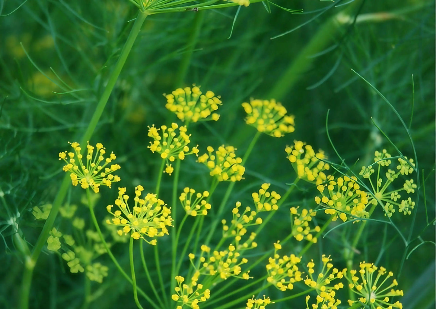 Dill Bouquet
