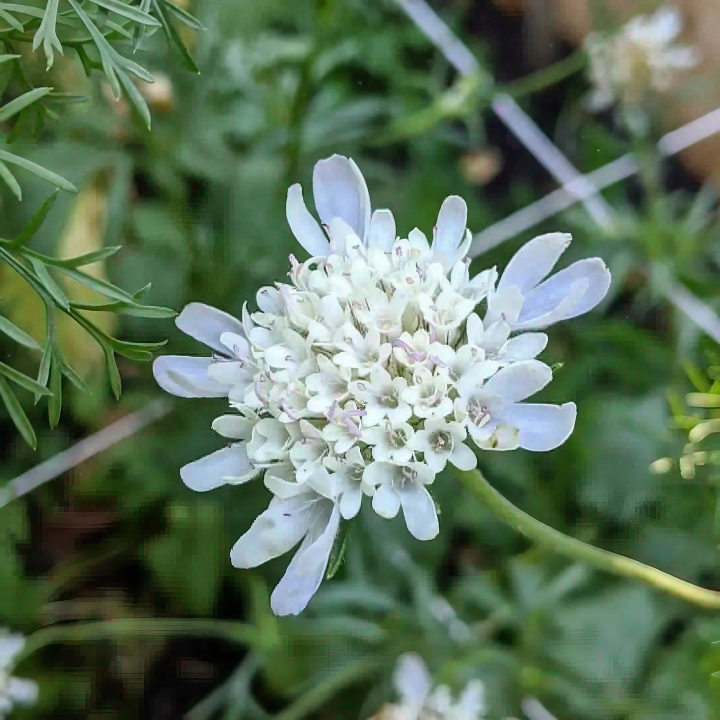 Scabiosa 'Drumstick'
