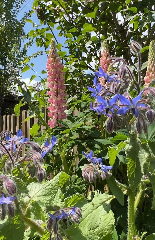 Borage