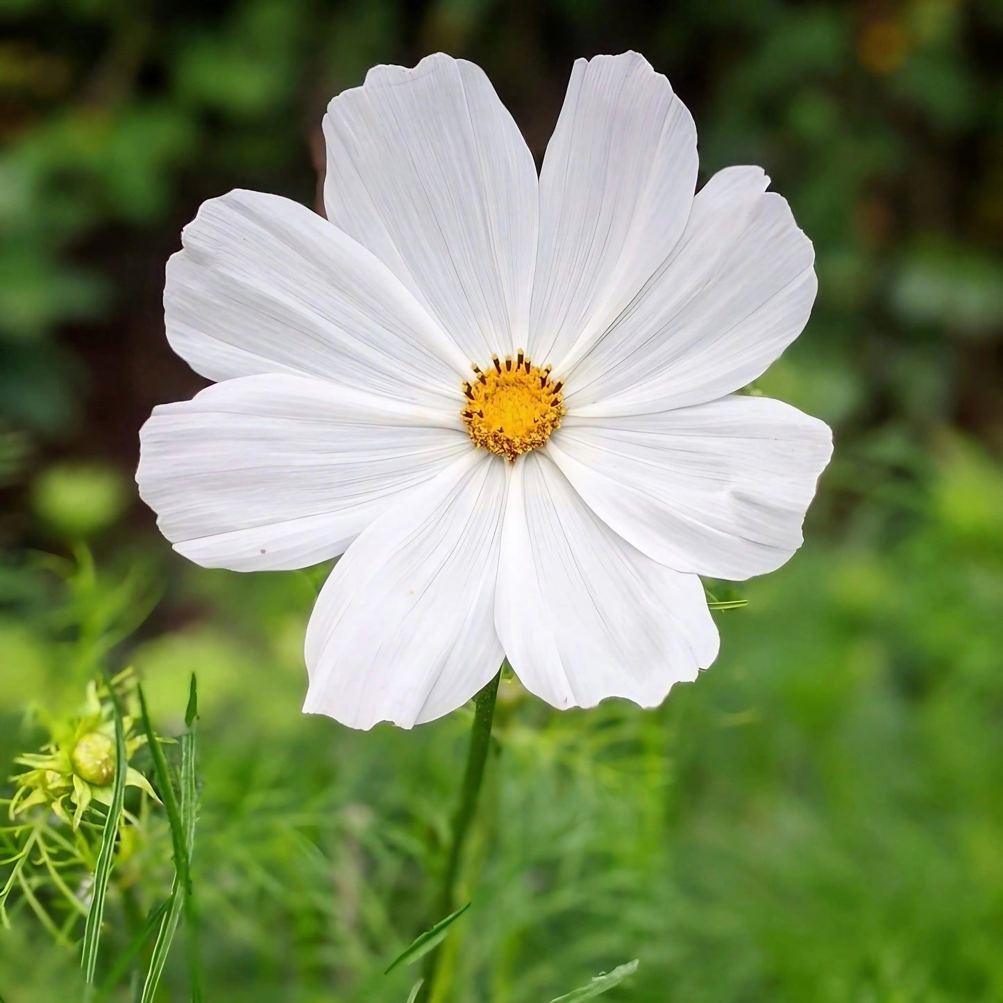 Cosmos Purity