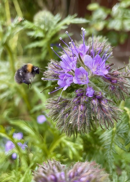 Phacelia Tanacetifolia