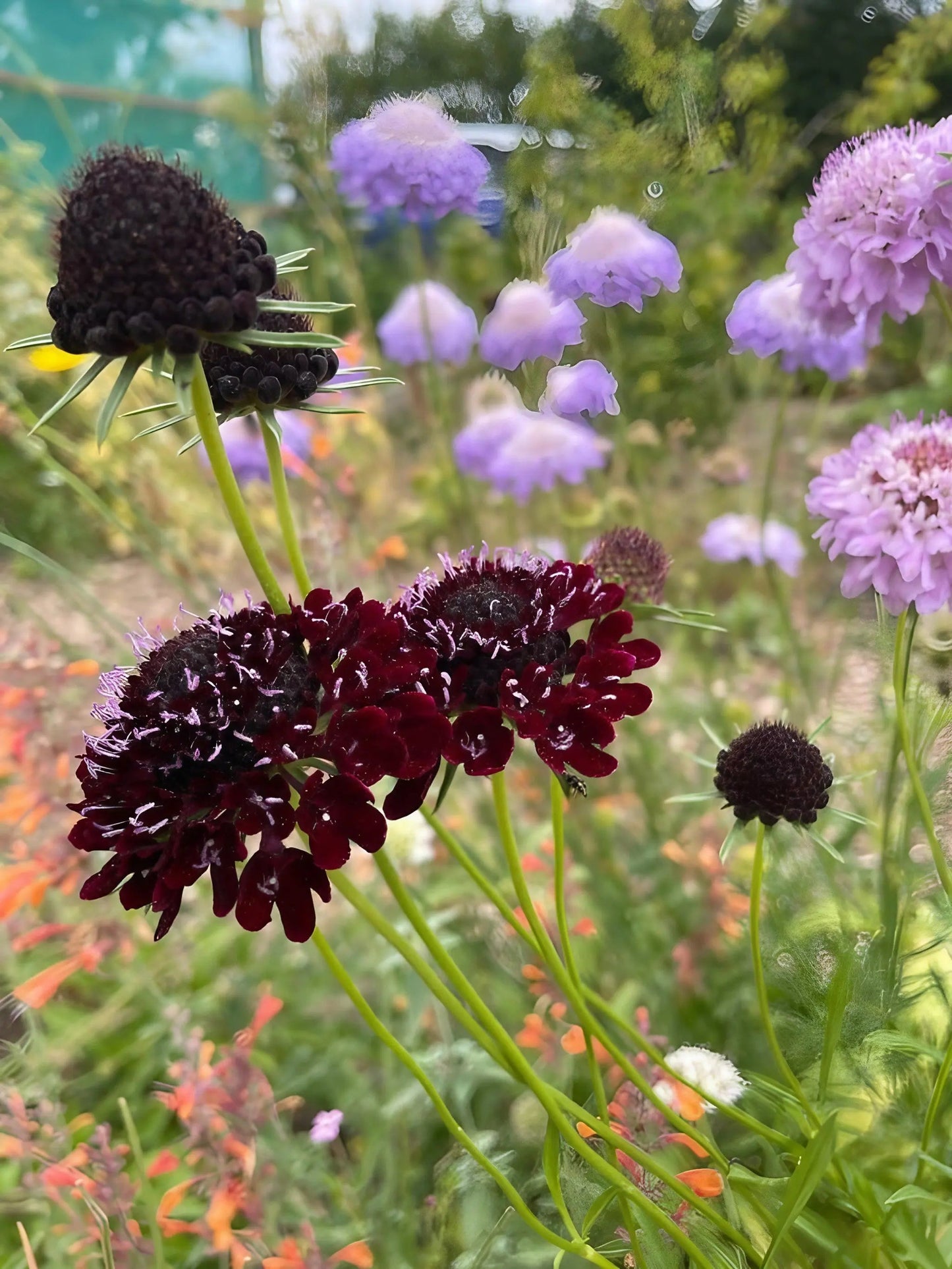 Scabious Black Knight