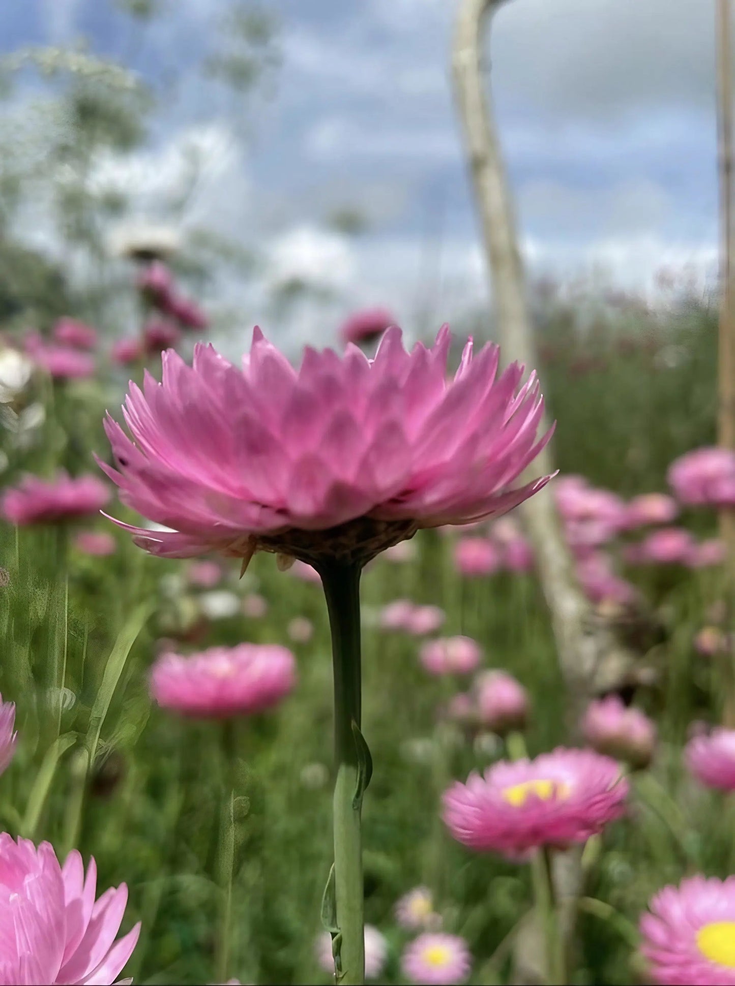 Strawflower Acroclinium Grandiflorum Mixed