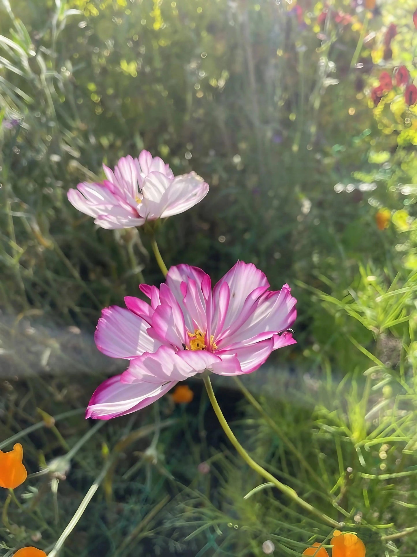 Cosmos Fizzy Rose