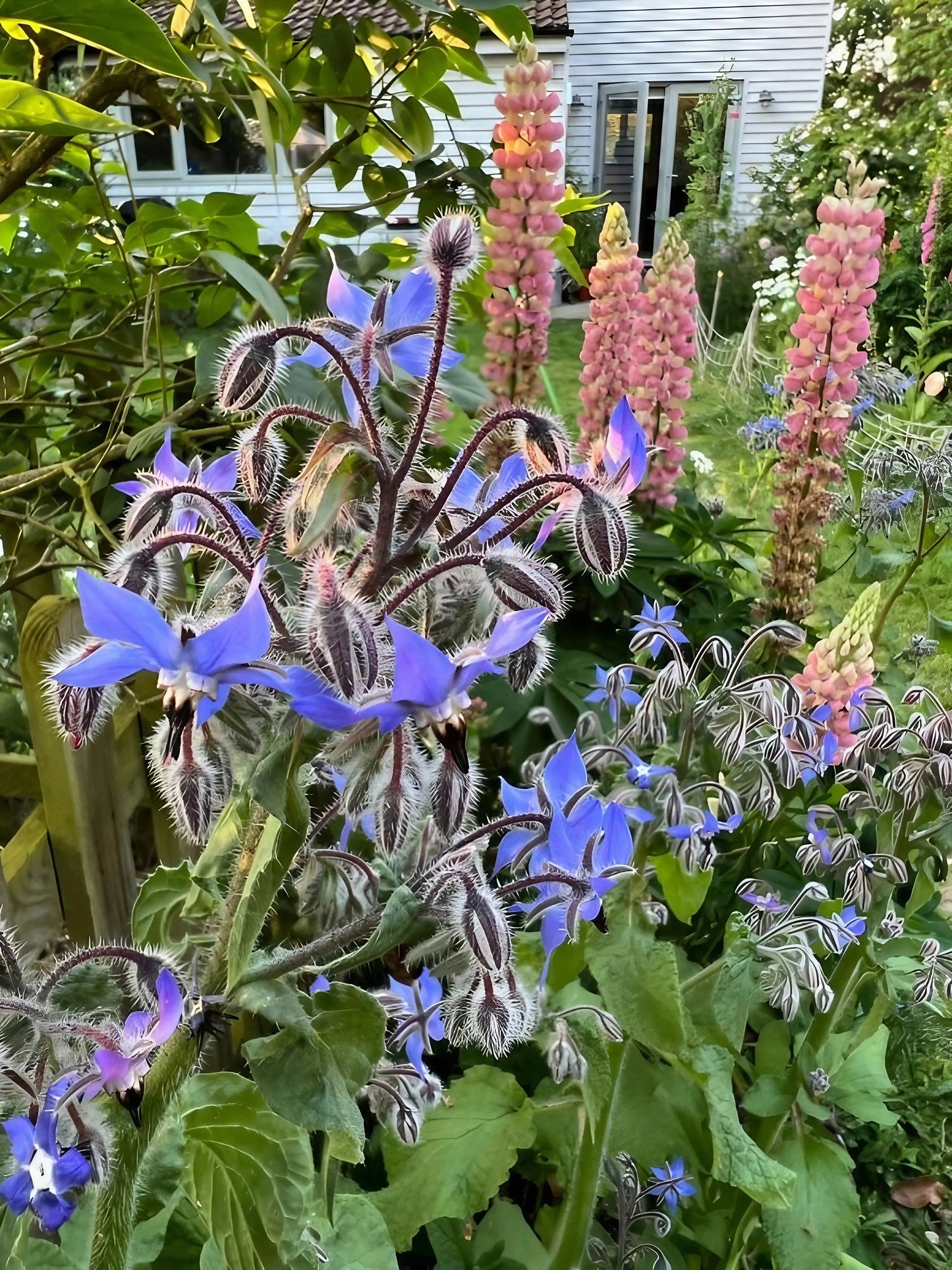 Borage