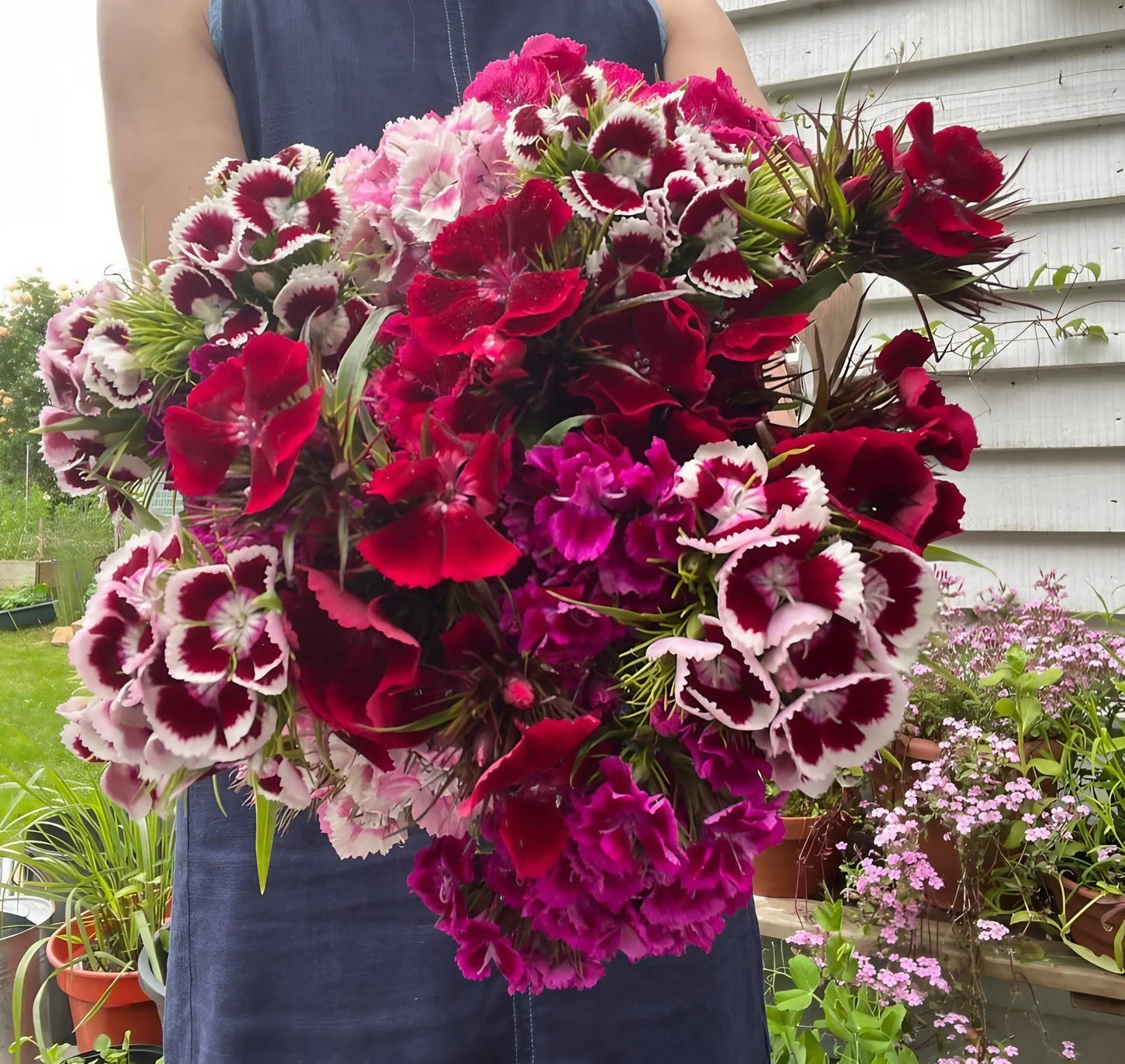 Sweet William Indian Carpet Mixed