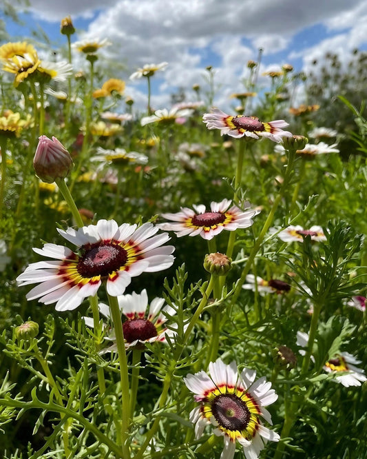 Chrysanthemum Painted Daisies