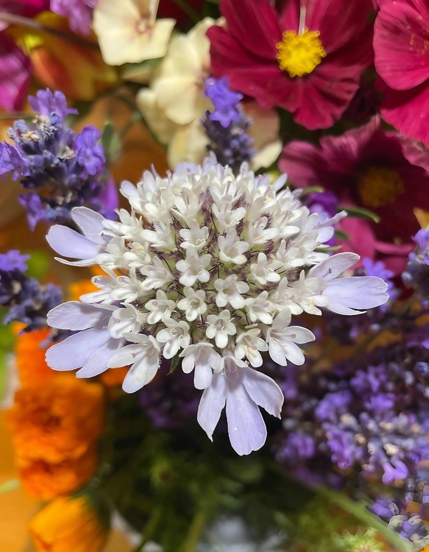 Scabiosa 'Drumstick'