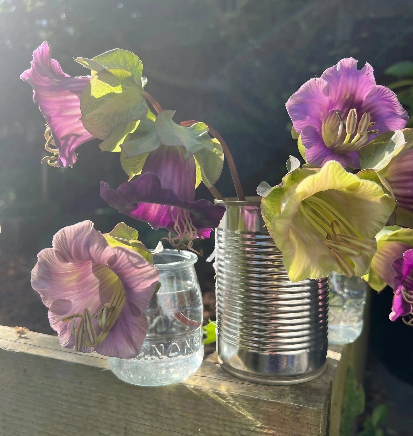Cobaea scandens Purple