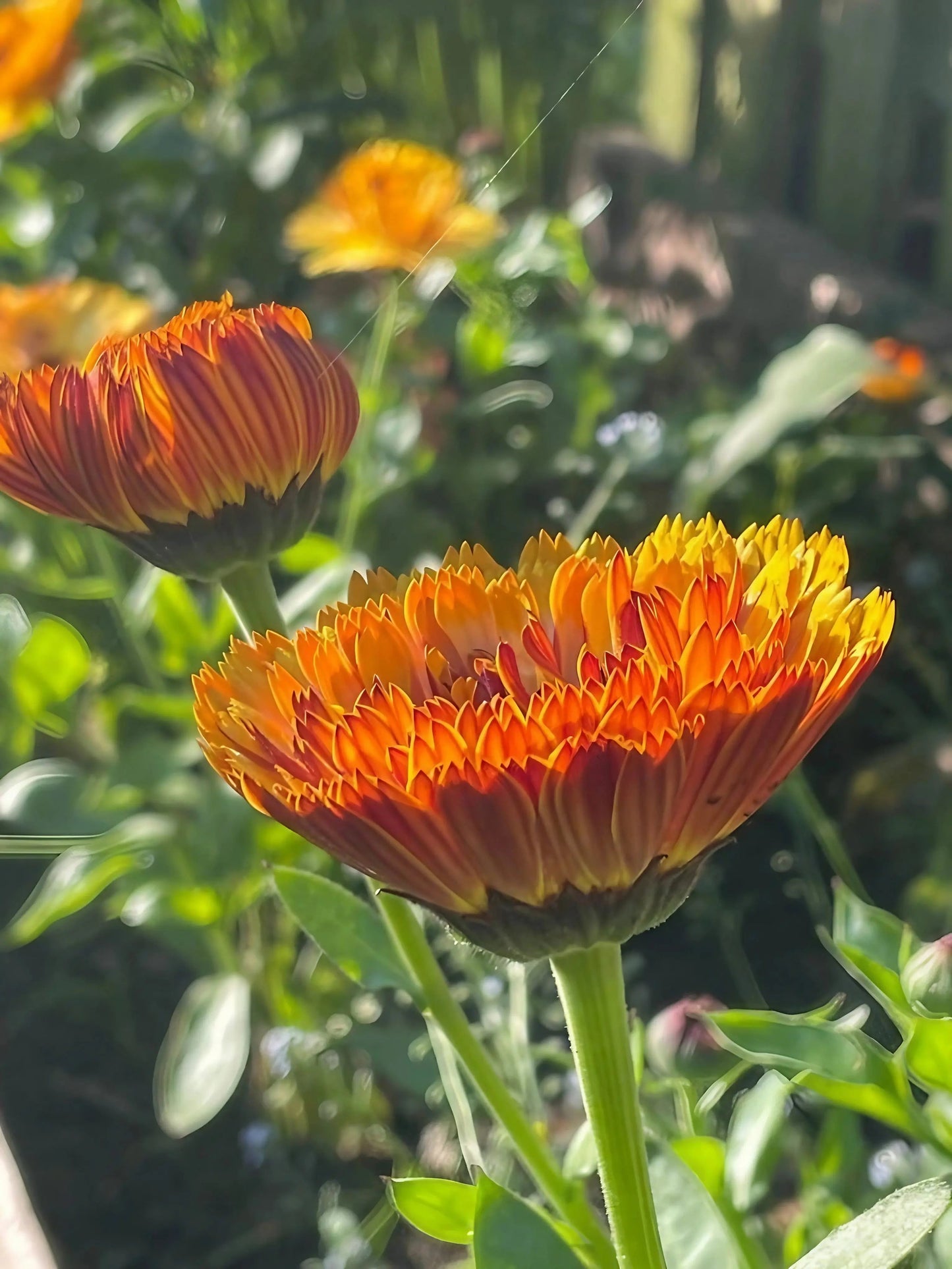 Calendula Touch of Red