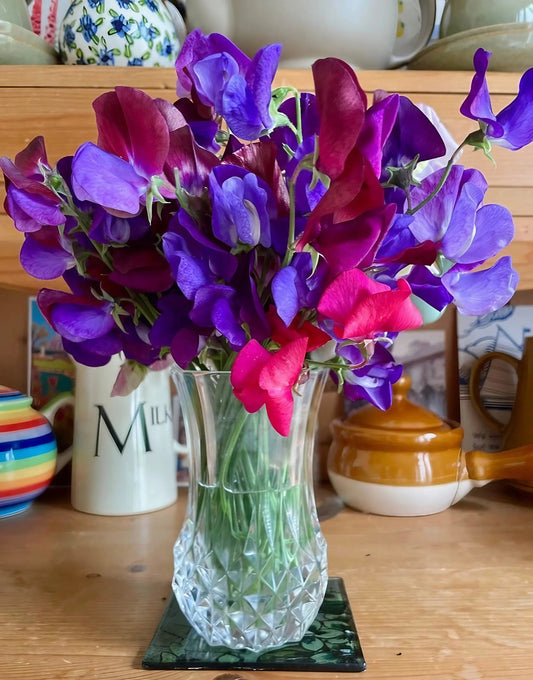 Sweet Pea Old Spice Starry Night