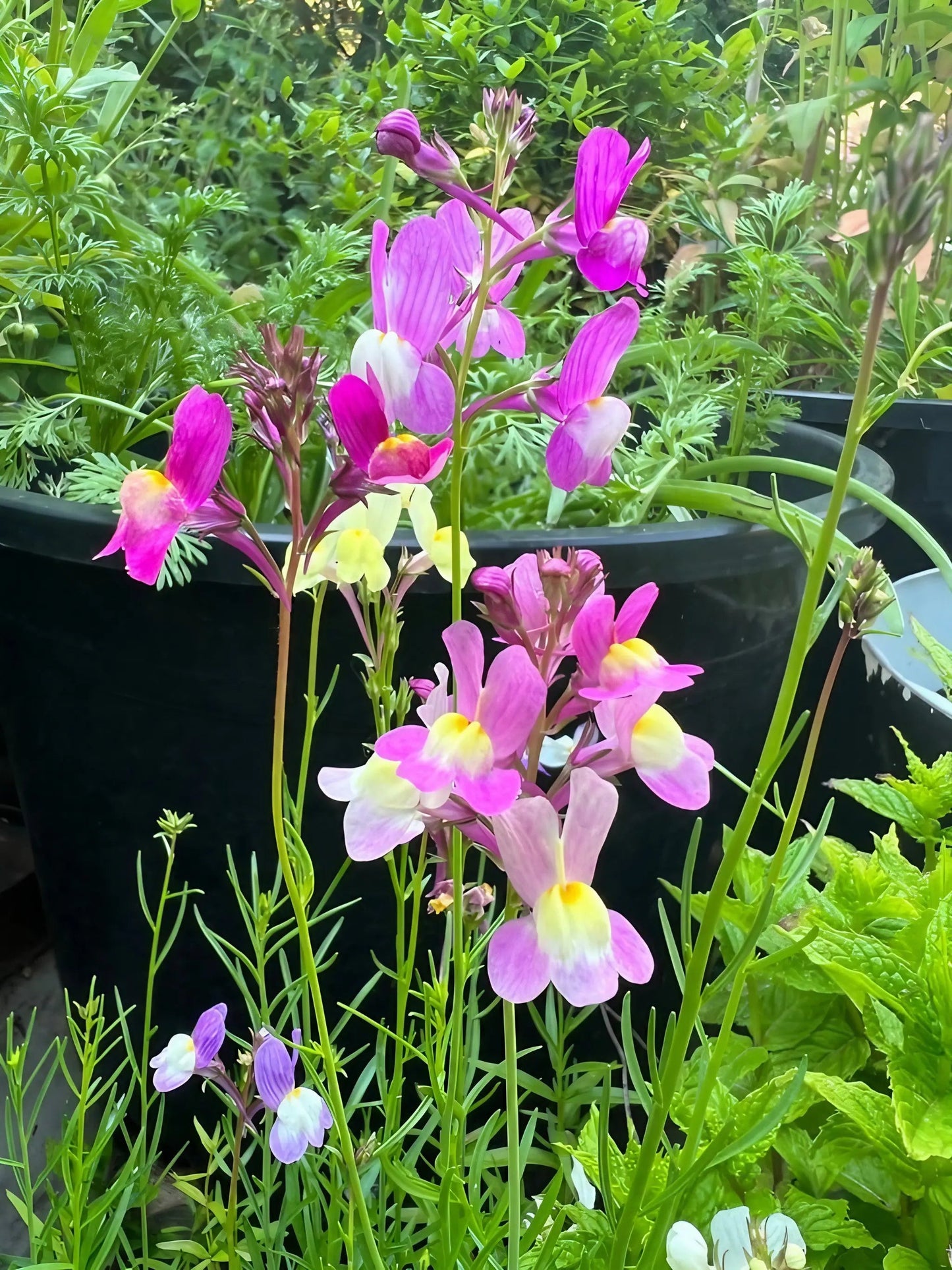 Linaria Fairy Bouquet Mix